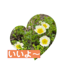 めんこい高山植物①（個別スタンプ：32）