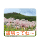 めんこい高山植物①（個別スタンプ：33）