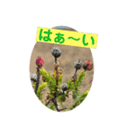 めんこい高山植物①（個別スタンプ：39）