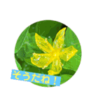 めんこい高山植物①（個別スタンプ：40）