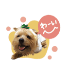 Maro's Happy Dog Life！！（個別スタンプ：4）