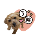 Maro's Happy Dog Life！！（個別スタンプ：10）