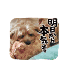 Maro's Happy Dog Life！！（個別スタンプ：12）