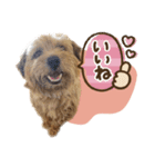 Maro's Happy Dog Life！！（個別スタンプ：22）