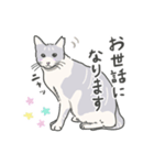 保護猫のほたるちゃん（個別スタンプ：4）