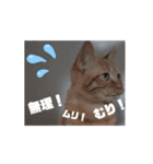 なな猫の仲間達。動く日常スタンプ2（個別スタンプ：13）