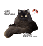 黒猫 ルナ院長138にゃんめ（個別スタンプ：8）