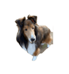 sheltie love sticker（個別スタンプ：2）