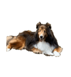 sheltie love sticker（個別スタンプ：5）