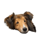 sheltie love sticker（個別スタンプ：7）