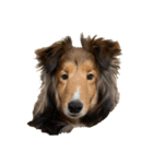 sheltie love sticker（個別スタンプ：8）