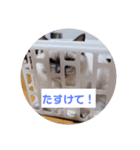 ラグドールのあお②（個別スタンプ：4）