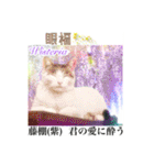 花言葉の国の猫妖精 1（個別スタンプ：4）