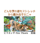 花言葉の国の猫妖精 1（個別スタンプ：22）