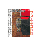 花言葉の国の猫妖精 1（個別スタンプ：24）