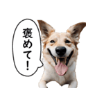 汎用性が高い犬様【変顔・可愛い】（個別スタンプ：12）