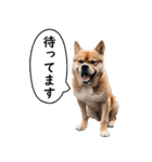 汎用性が高い犬様【変顔・可愛い】（個別スタンプ：13）