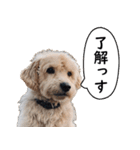 汎用性が高い犬様【変顔・可愛い】（個別スタンプ：14）