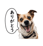 汎用性が高い犬様【変顔・可愛い】（個別スタンプ：15）