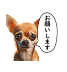 汎用性が高い犬様【変顔・可愛い】（個別スタンプ：16）