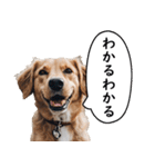 汎用性が高い犬様【変顔・可愛い】（個別スタンプ：25）