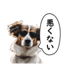 汎用性が高い犬様【変顔・可愛い】（個別スタンプ：27）