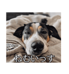 汎用性が高い犬様【変顔・可愛い】（個別スタンプ：28）