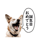 汎用性が高い犬様【変顔・可愛い】（個別スタンプ：32）