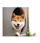 ひょっこり柴犬（個別スタンプ：2）