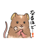 ふわっとテディマウス（個別スタンプ：1）