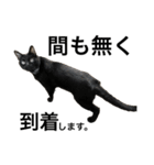 保護黒猫ジジ丁寧語スタンプ（個別スタンプ：21）