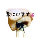 ニャンチュウの1日（個別スタンプ：2）