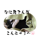 ニャンチュウの1日（個別スタンプ：3）