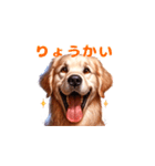 愛犬ゴールデンレトリバーといっしょ2（個別スタンプ：1）