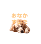 愛犬ゴールデンレトリバーといっしょ2（個別スタンプ：5）