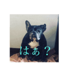 みしょっぺスペシャル（個別スタンプ：3）