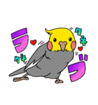 自由なオカメインコ Re（個別スタンプ：17）