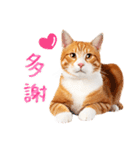 気持ちを伝える♡かわいい茶白猫（台湾版）（個別スタンプ：1）