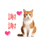 気持ちを伝える♡かわいい茶白猫（台湾版）（個別スタンプ：2）