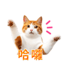 気持ちを伝える♡かわいい茶白猫（台湾版）（個別スタンプ：3）