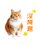 気持ちを伝える♡かわいい茶白猫（台湾版）（個別スタンプ：5）
