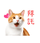 気持ちを伝える♡かわいい茶白猫（台湾版）（個別スタンプ：7）