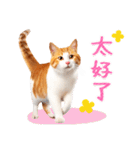 気持ちを伝える♡かわいい茶白猫（台湾版）（個別スタンプ：8）