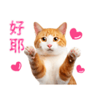 気持ちを伝える♡かわいい茶白猫（台湾版）（個別スタンプ：11）
