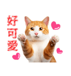 気持ちを伝える♡かわいい茶白猫（台湾版）（個別スタンプ：12）