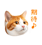 気持ちを伝える♡かわいい茶白猫（台湾版）（個別スタンプ：14）