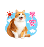 気持ちを伝える♡かわいい茶白猫（台湾版）（個別スタンプ：19）