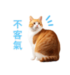 気持ちを伝える♡かわいい茶白猫（台湾版）（個別スタンプ：24）