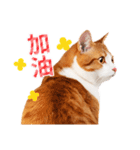 気持ちを伝える♡かわいい茶白猫（台湾版）（個別スタンプ：25）