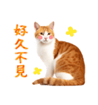 気持ちを伝える♡かわいい茶白猫（台湾版）（個別スタンプ：31）
